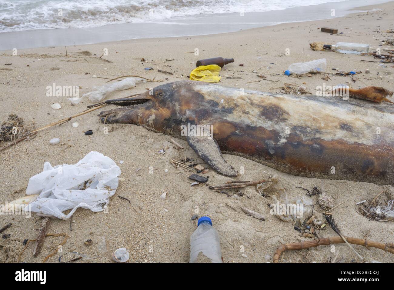 Dolphin thrown out by the waves lies on the beach is surrounded by ...