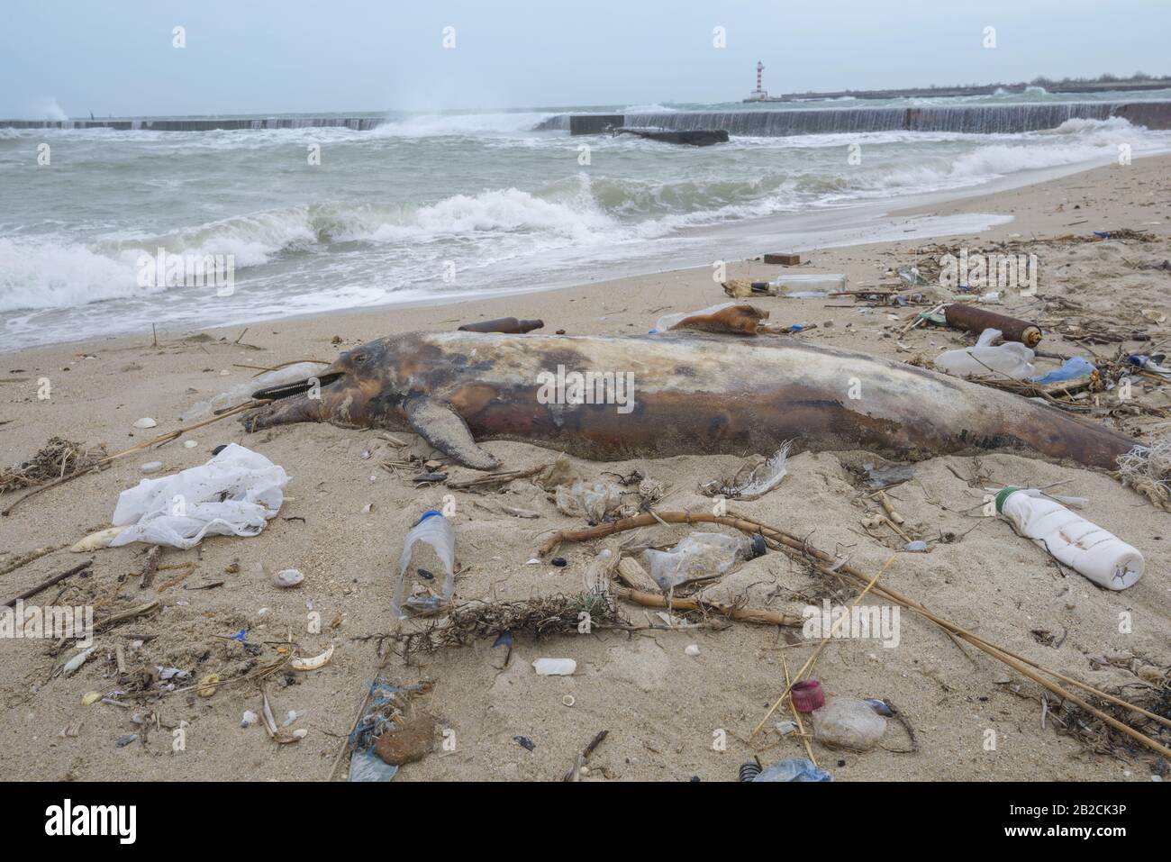 Dolphin thrown out by the waves lies on the beach is surrounded by plastic garbage. Bottles, bags and other plastic debris near is dead dolphin on sandy beach. Plastic pollution killing marine animals Stock Photo