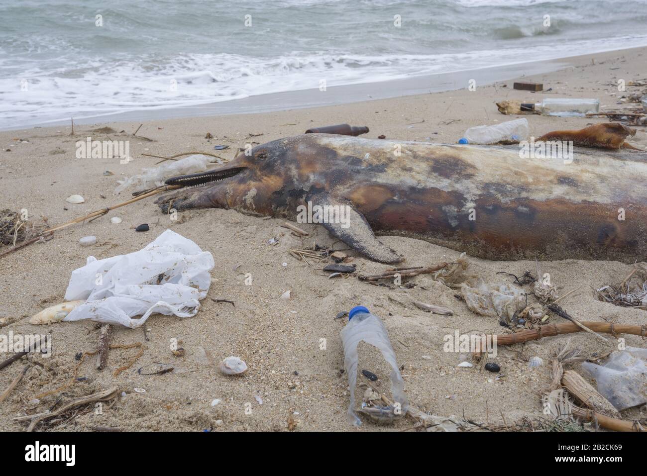 Dolphin thrown out by the waves lies on the beach is surrounded by ...