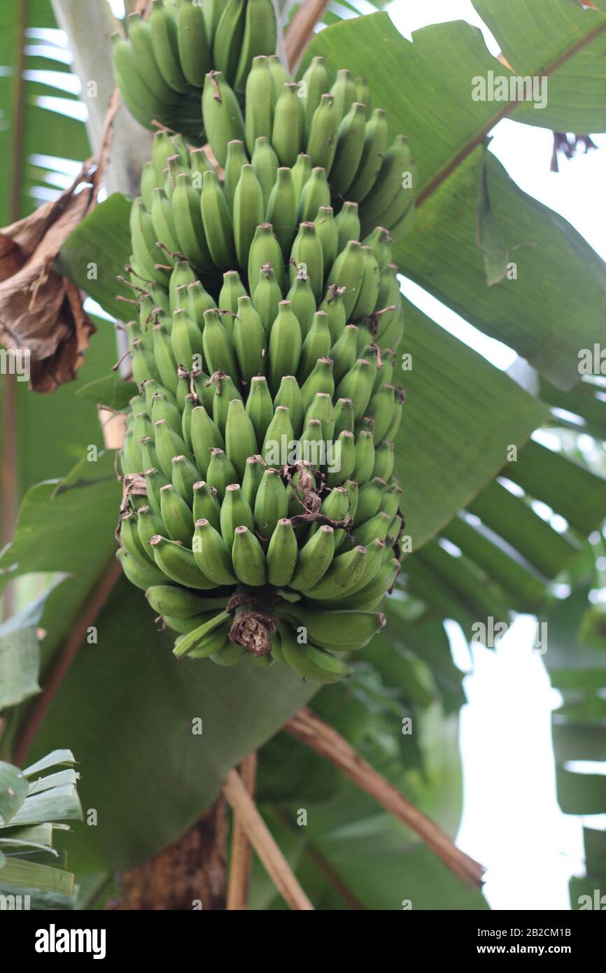 Banana bunches hi-res stock photography and images - Alamy