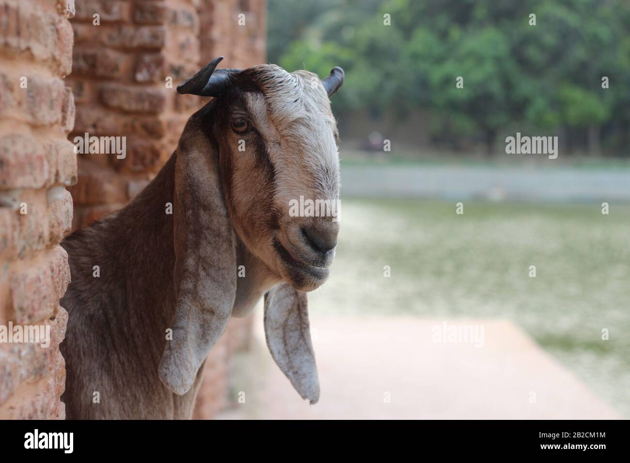 Goat its a pet animal Stock Photo