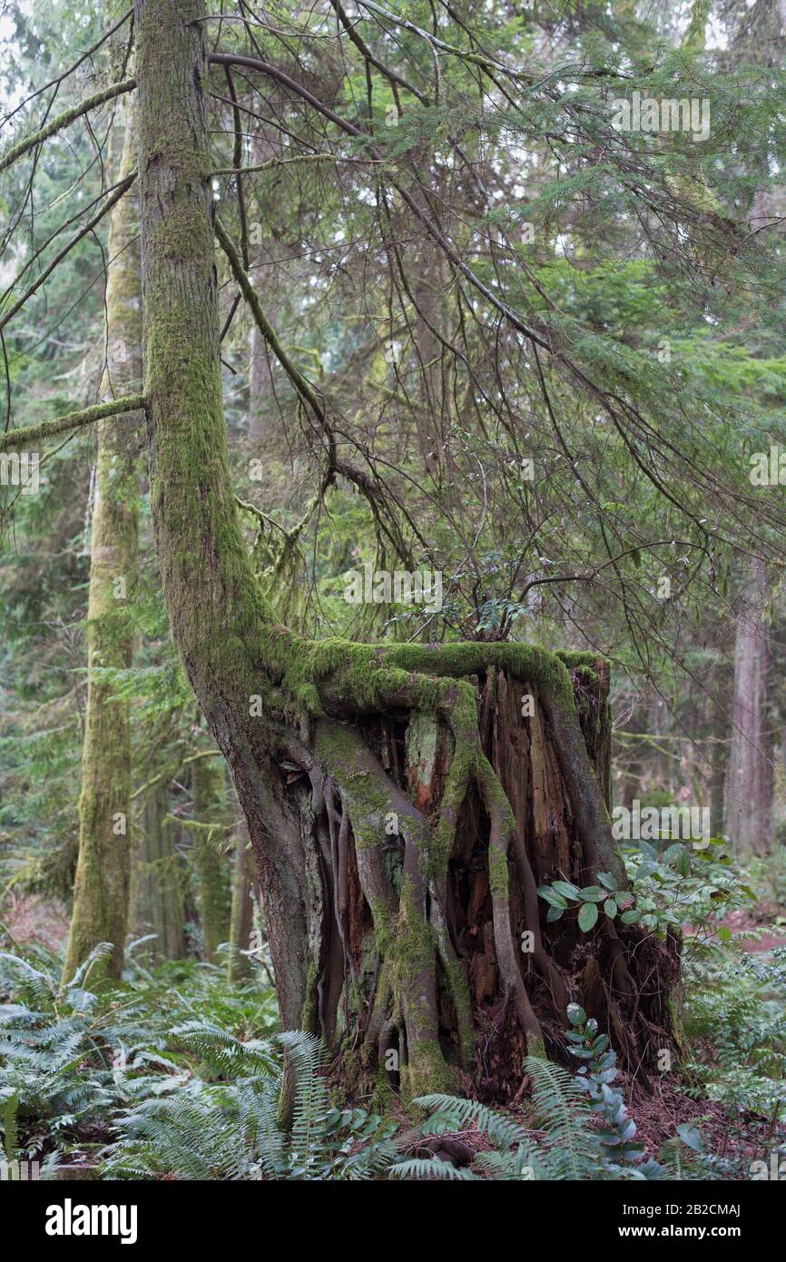 An unusual lopsided tree growing on Bainbridge Island, Washington, USA
