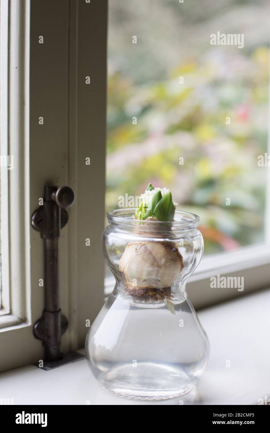 Plant growing in light bulb hires stock photography and images Alamy