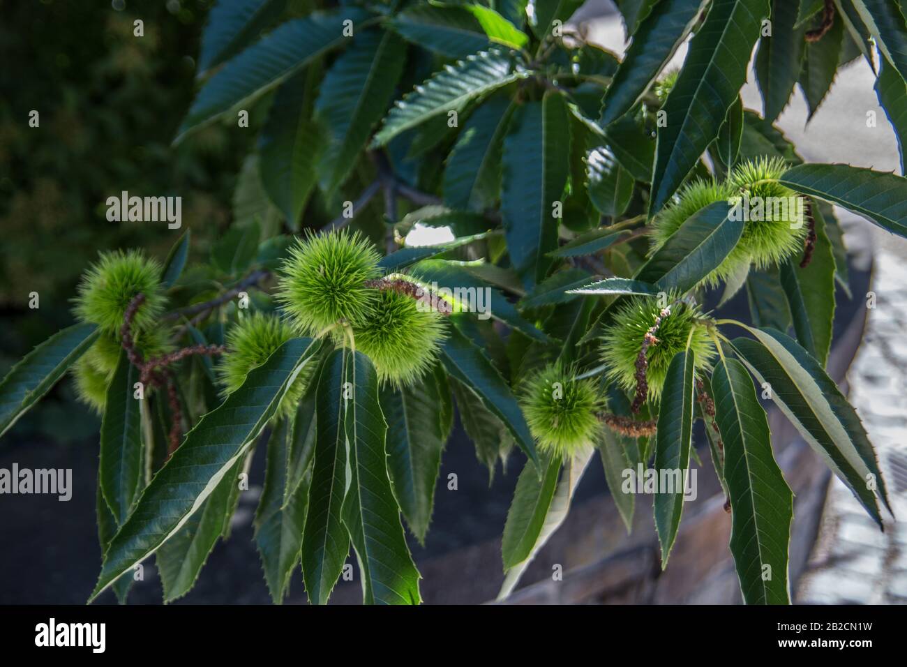 American chestnut leaves hi-res stock photography and images - Alamy