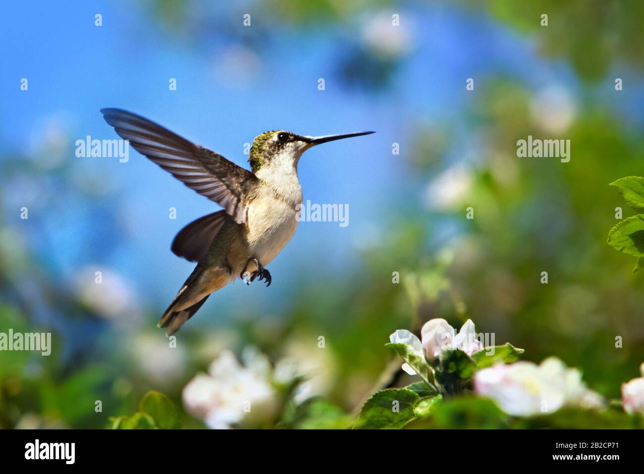 Hummingbird In Flight With Spring Flowers Stock Photo