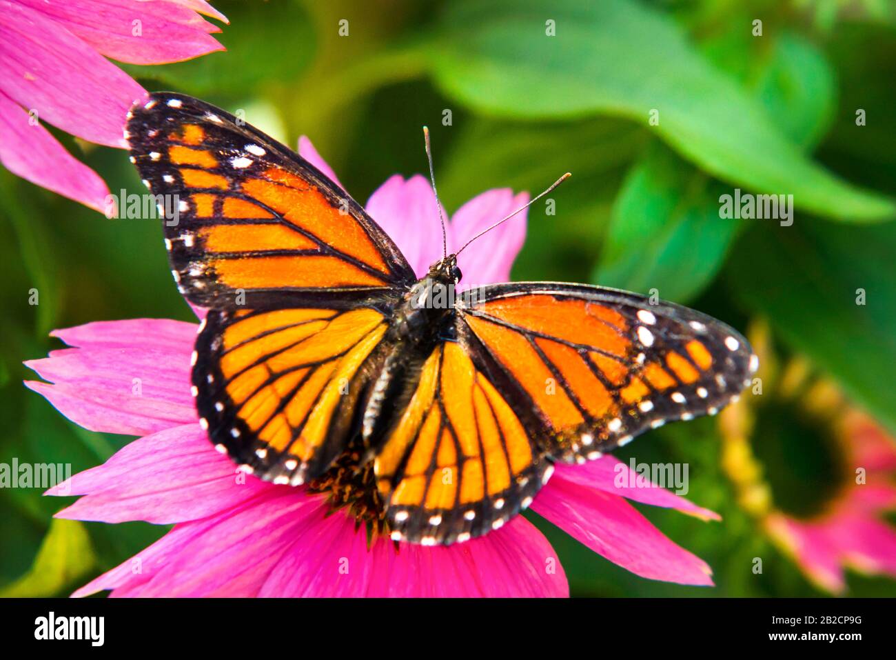 Viceroy Butterfly on Coneflower Stock Photo