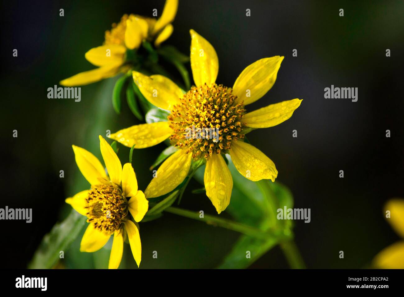 Nodding Bur Marigold Flowers Stock Photo