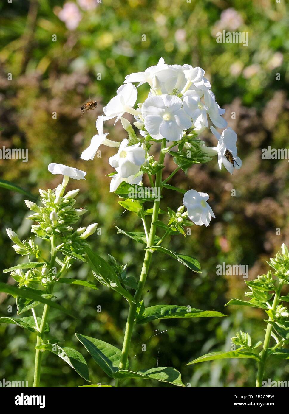 Insects gathering nectar from a white flowerhead in warm autumn sunshine in Ireland. Stock Photo