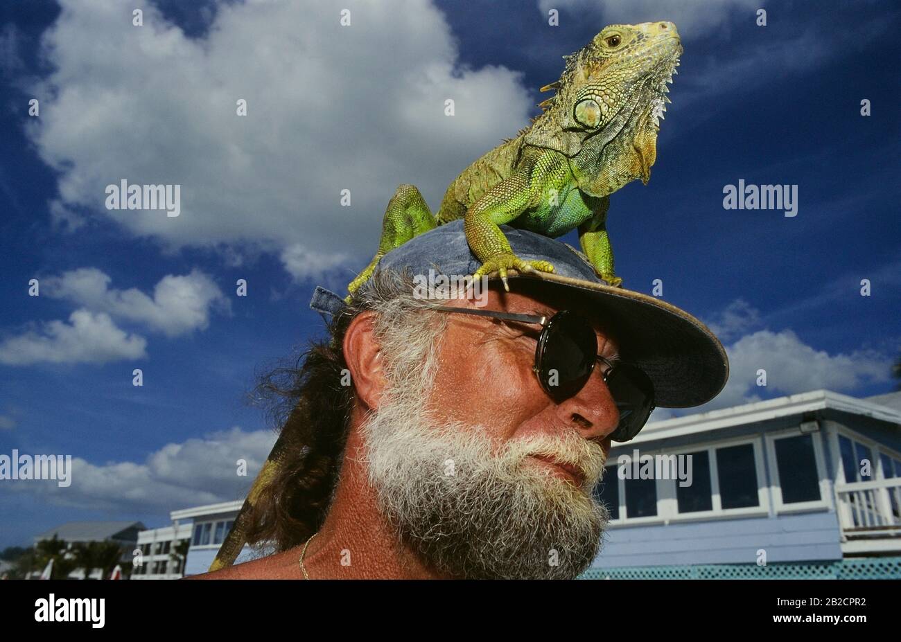 "Florida Man's Extreme Makeover For His Pet Iguana Leaves Neighbors Baffled"