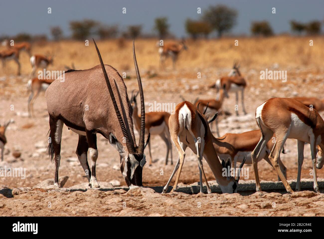 Springbokvlakte hi-res stock photography and images - Alamy