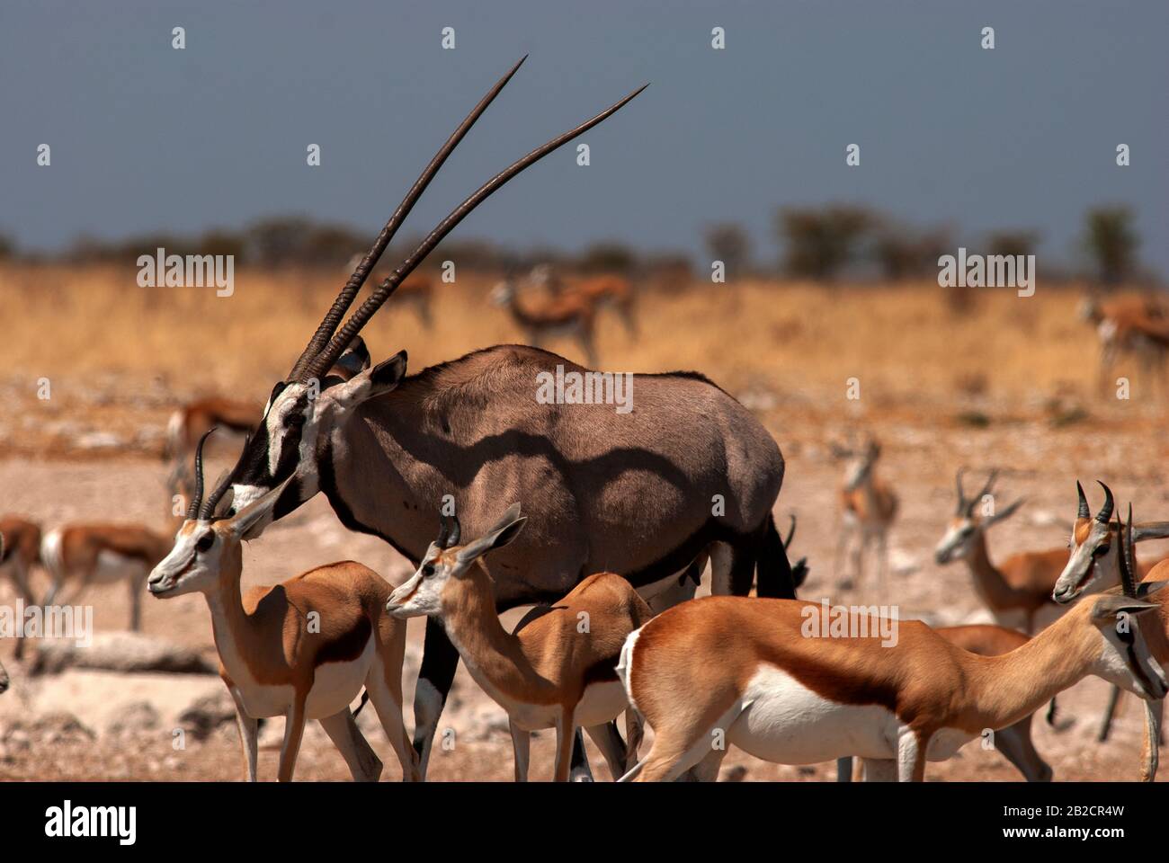 Orix and springboks at Springbokvlakte waterhole, Etosha National Park ...