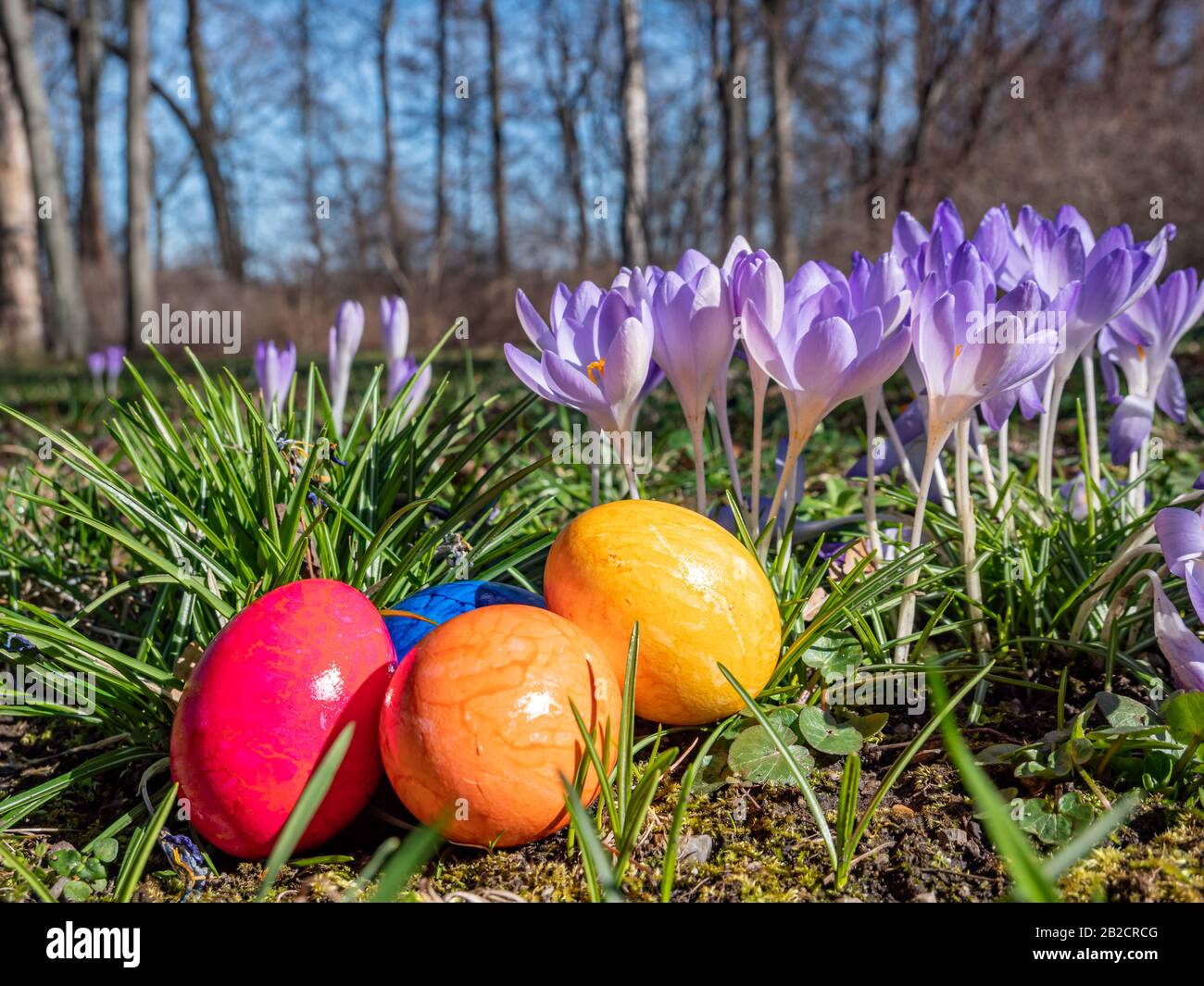 Many white yellow crocuses hi-res stock photography and images - Alamy