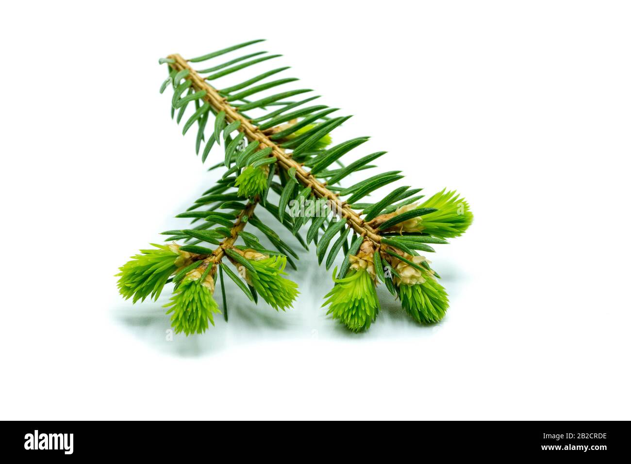 flowering pine branch isolated on white background Stock Photo