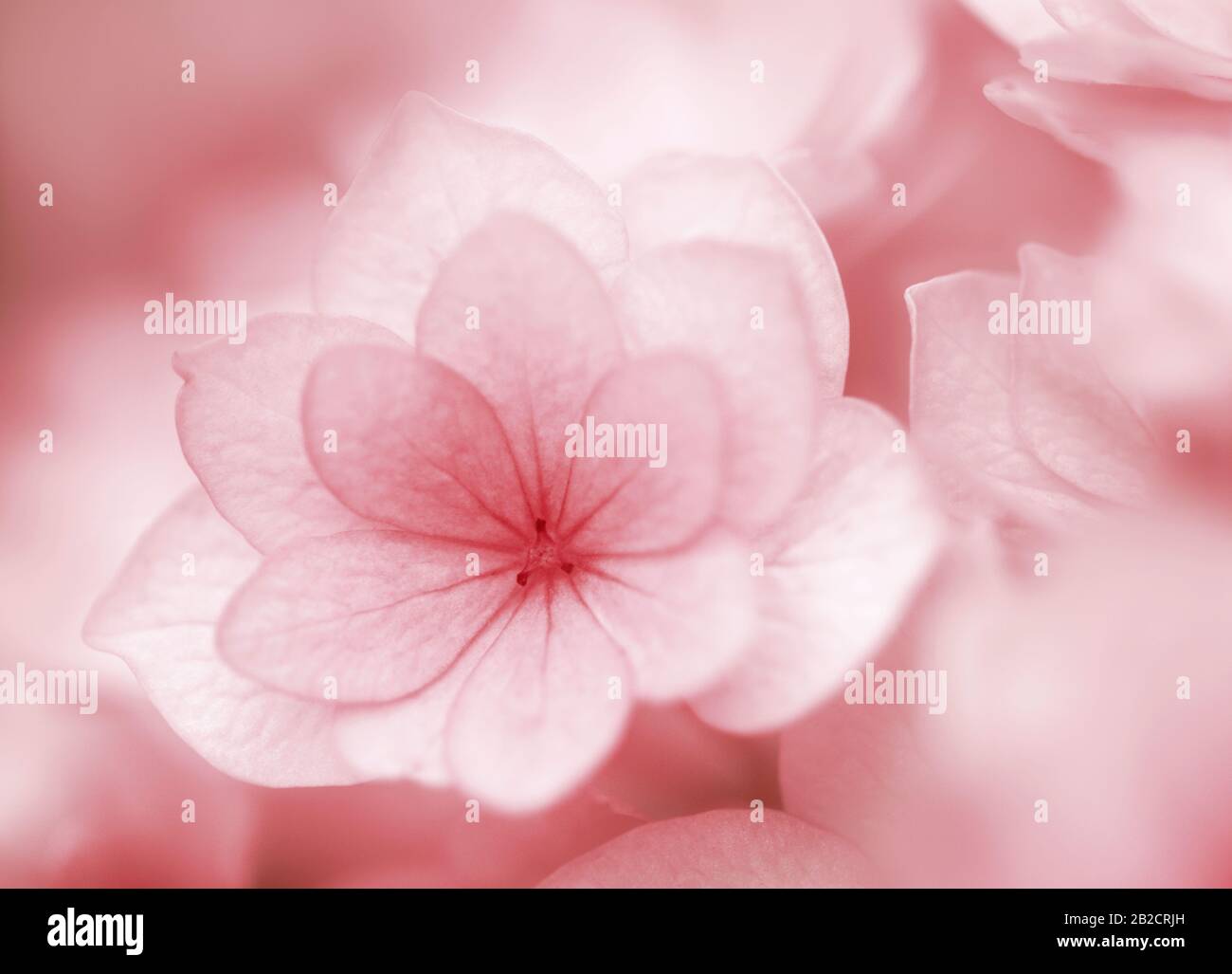 Macro shot of pink hydrangea macrophylla Stock Photo