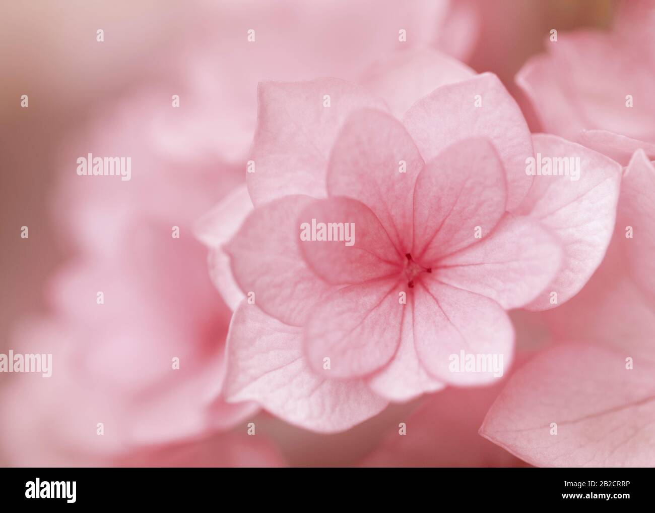 Macro shot of pink hydrangea macrophylla Stock Photo