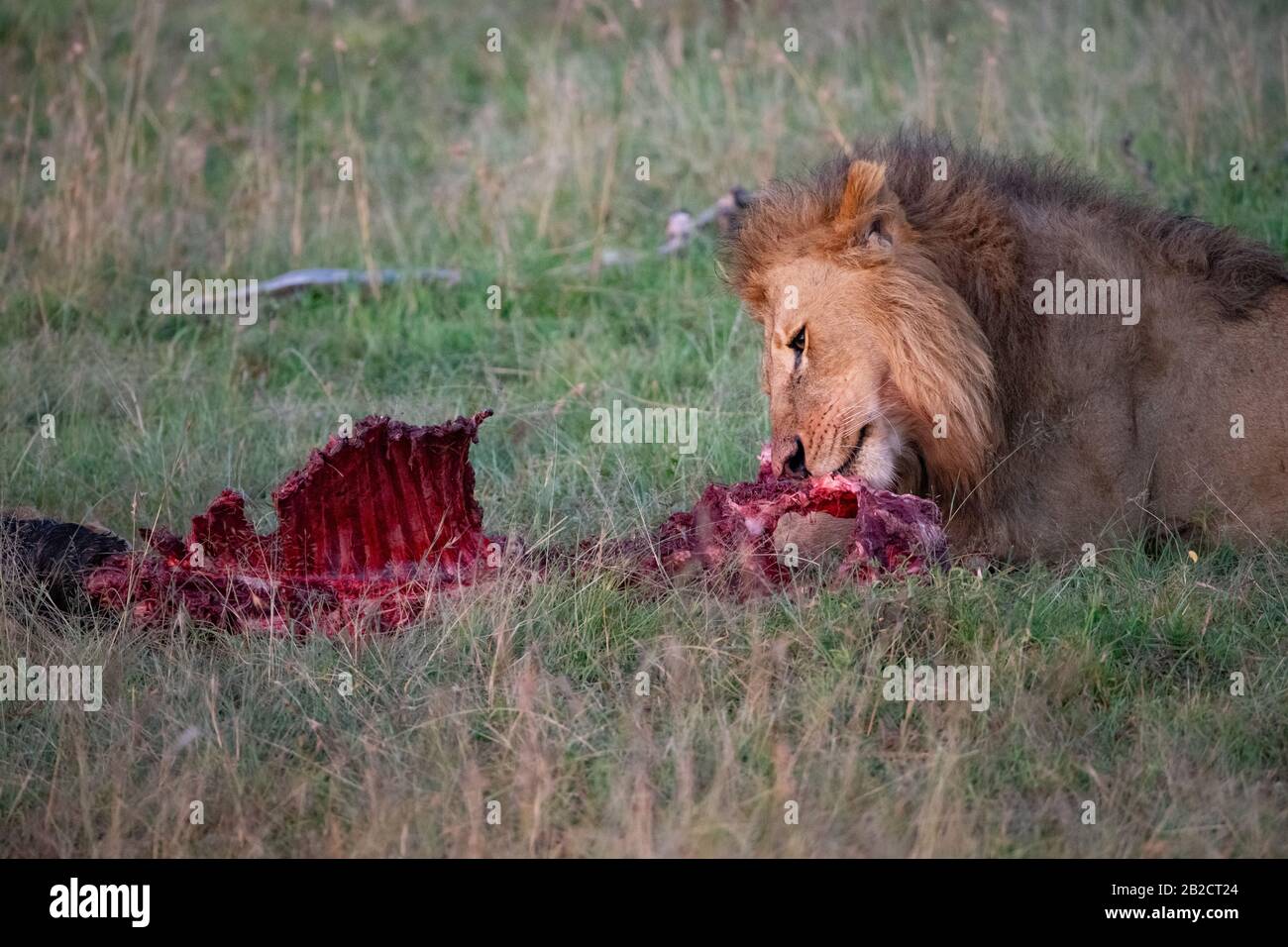 male lion eating wildebeest ribs Stock Photo