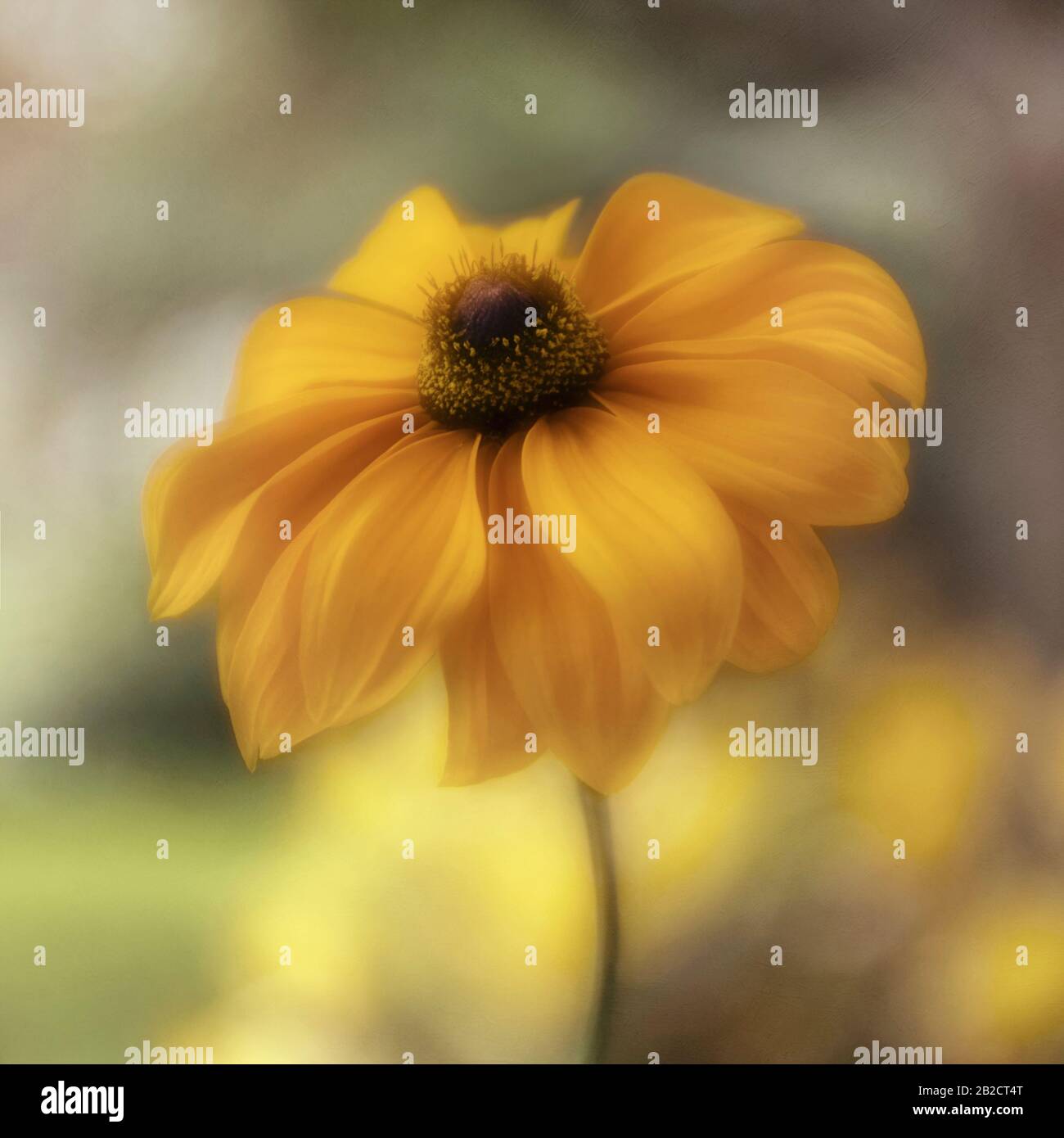 Orange cornflower hires stock photography and images Alamy