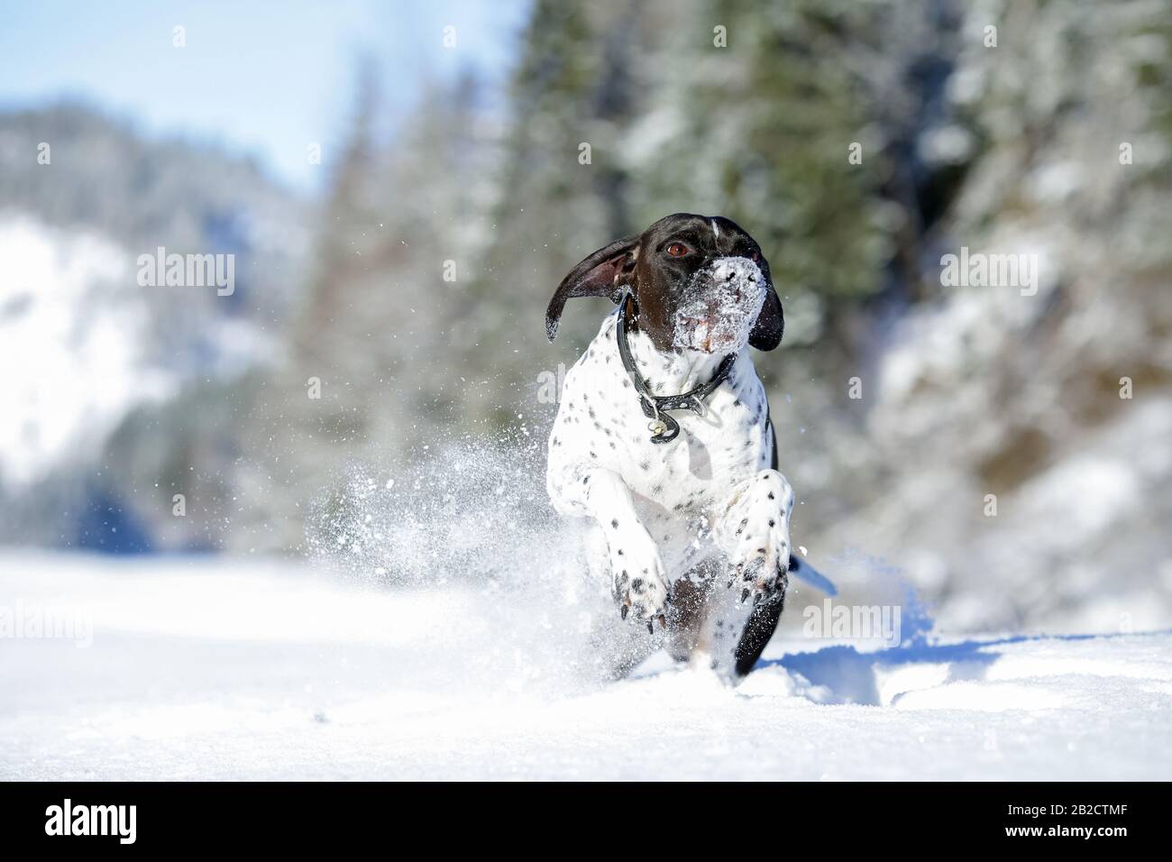 Dog engish pointer running on the snow in the winter Stock Photo
