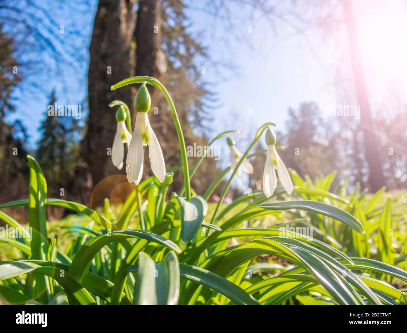Spring first hi-res stock photography and images - Alamy