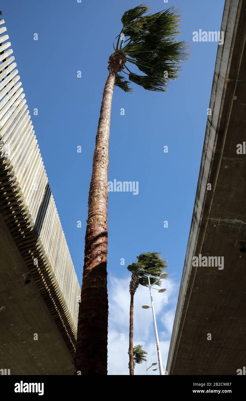 Some palm trees moving with the wind in Turia park of Valencia, in a windy day. Stock Photo