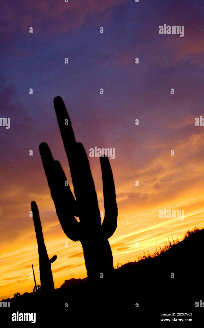 A silhouette of a saguaro cactus in desert outside of Phoenix, Arizona ...