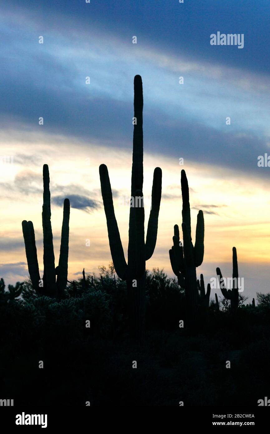 A silhouette of a saguaro cactus in desert outside of Phoenix, Arizona ...