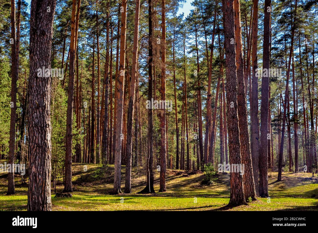 A clearing on the edge of a pine forest, beautifully lit by the side rays of the sun on a clear summer day. Pine trees cast long shadows. Stock Photo