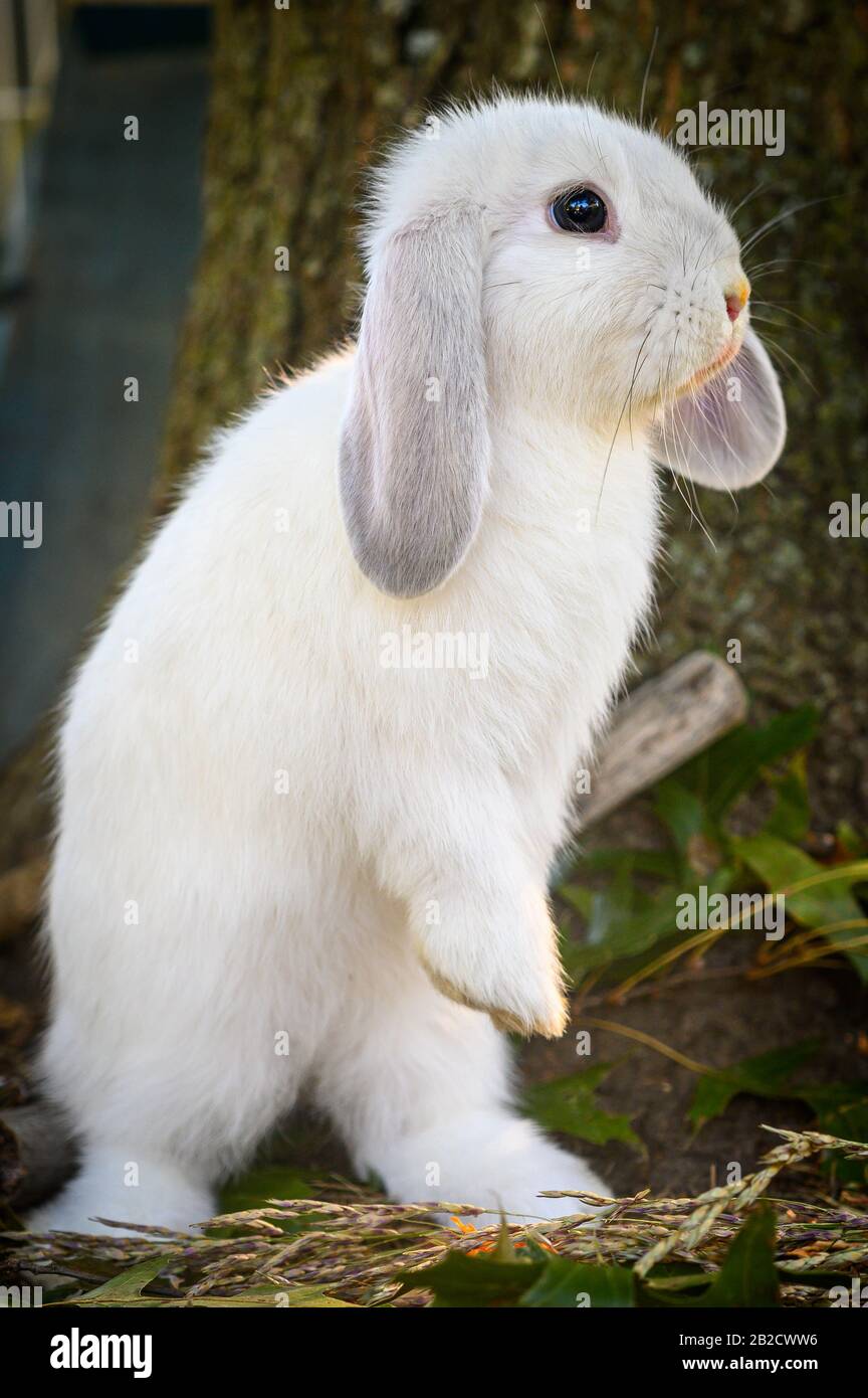 A white Holland lop rabbit stands on a ground. Stock Photo