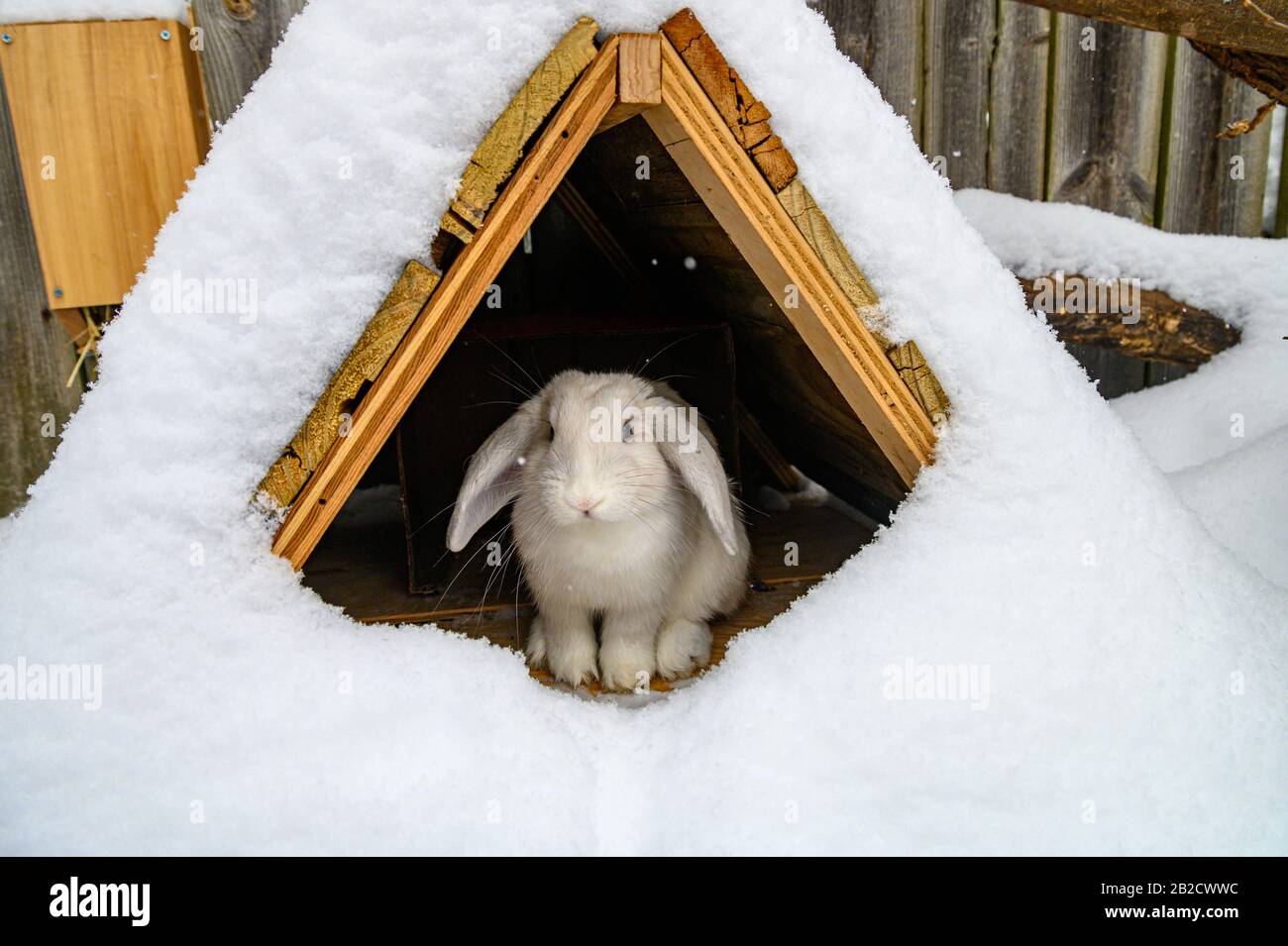 A white Holland lop rabbit stands in a wooden shelter during winter. Stock Photo