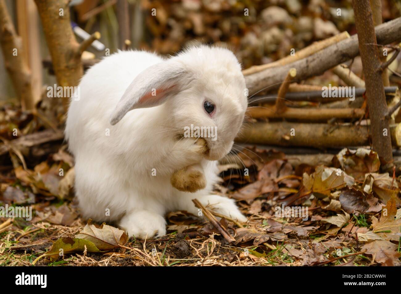 A white Holland lop rabbit stands on a ground. Stock Photo