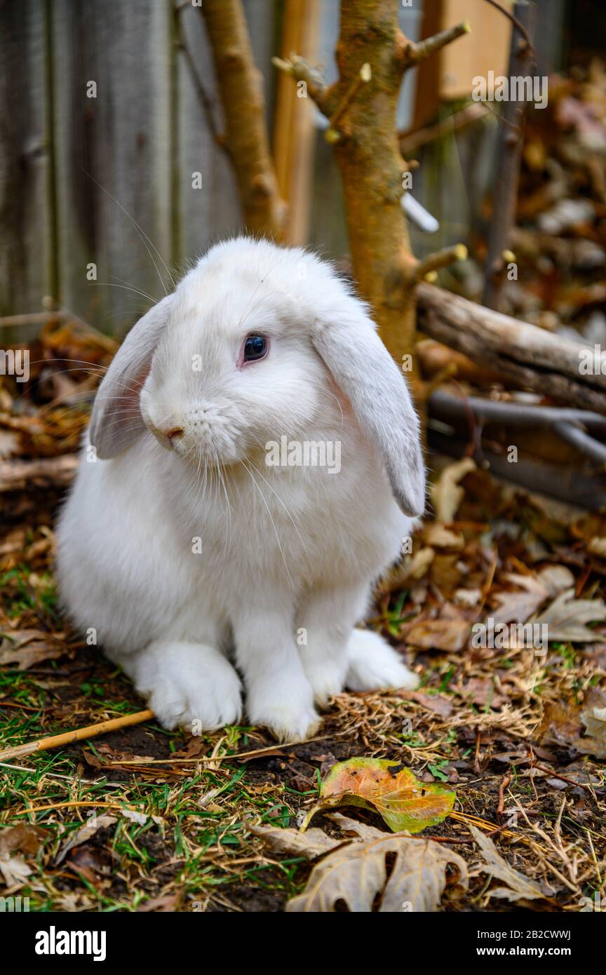 A white Holland lop rabbit stands on a ground. Stock Photo