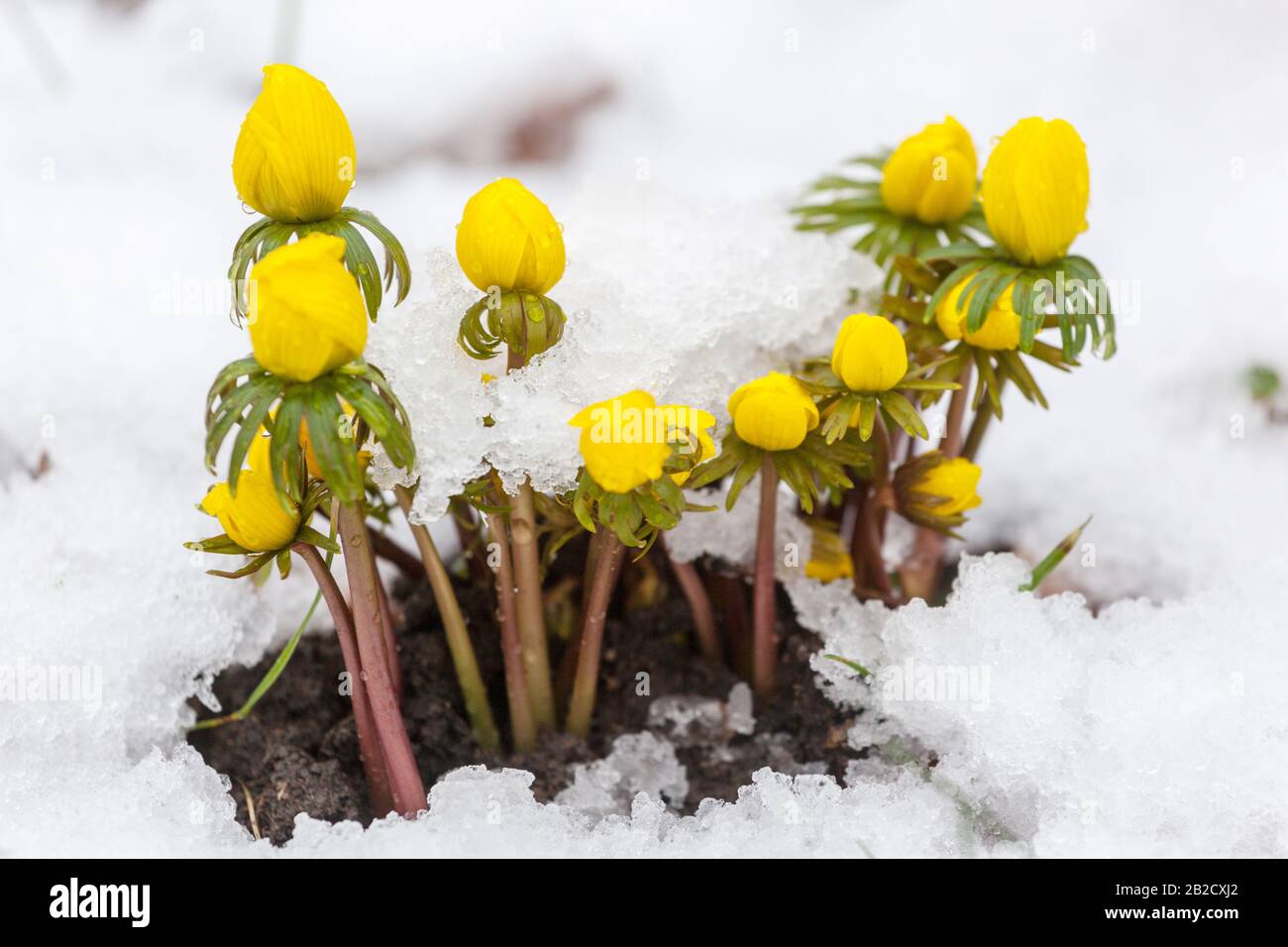 Winter Aconite Eranthis hyemalis close up flowers covered snow february flowers in snow Stock Photo