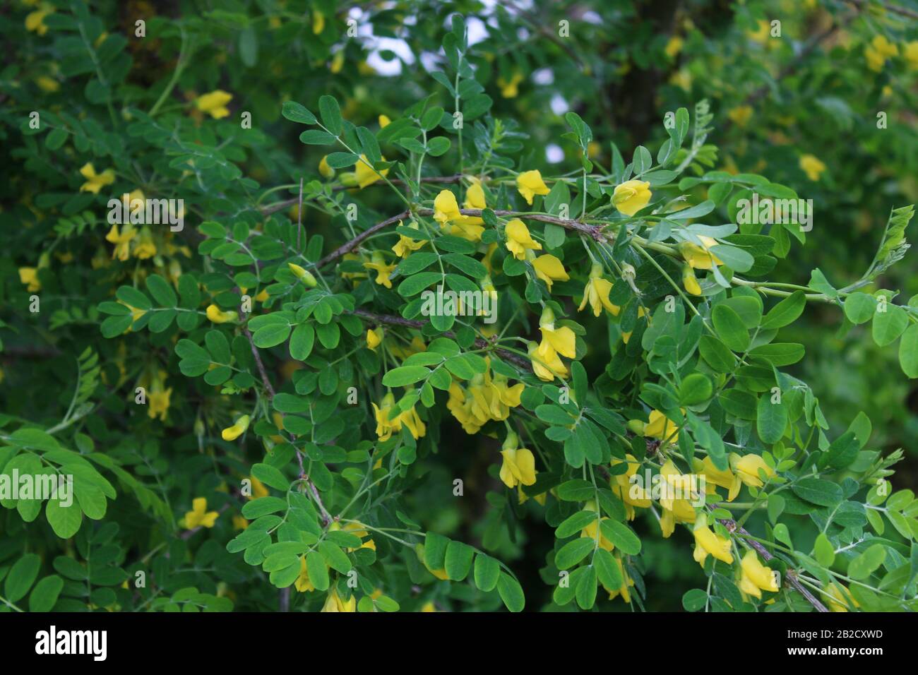 The picture shows bladder senna in the garden Stock Photo