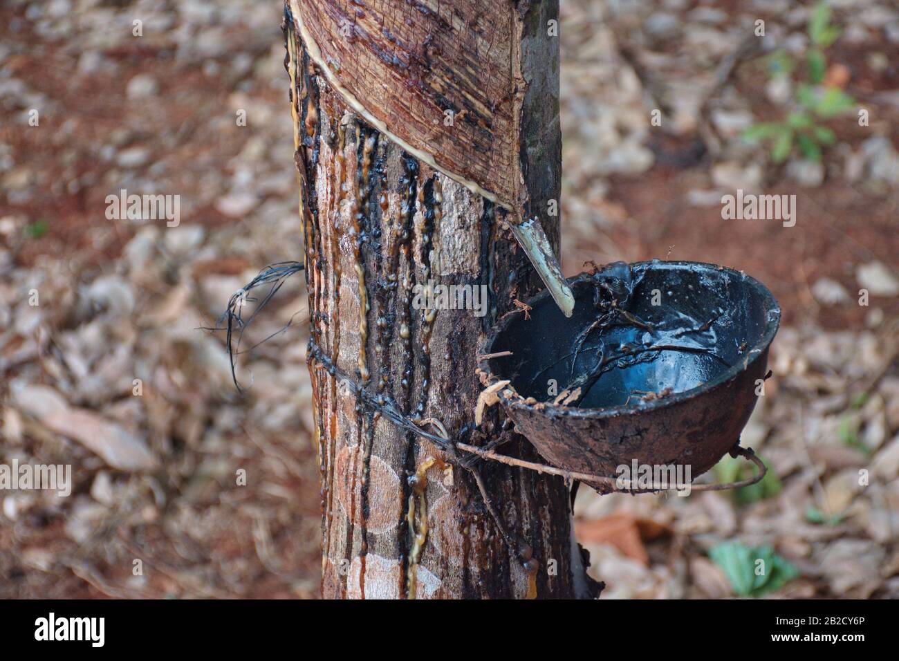 Tapping latex from a rubber tree Stock Photo Alamy