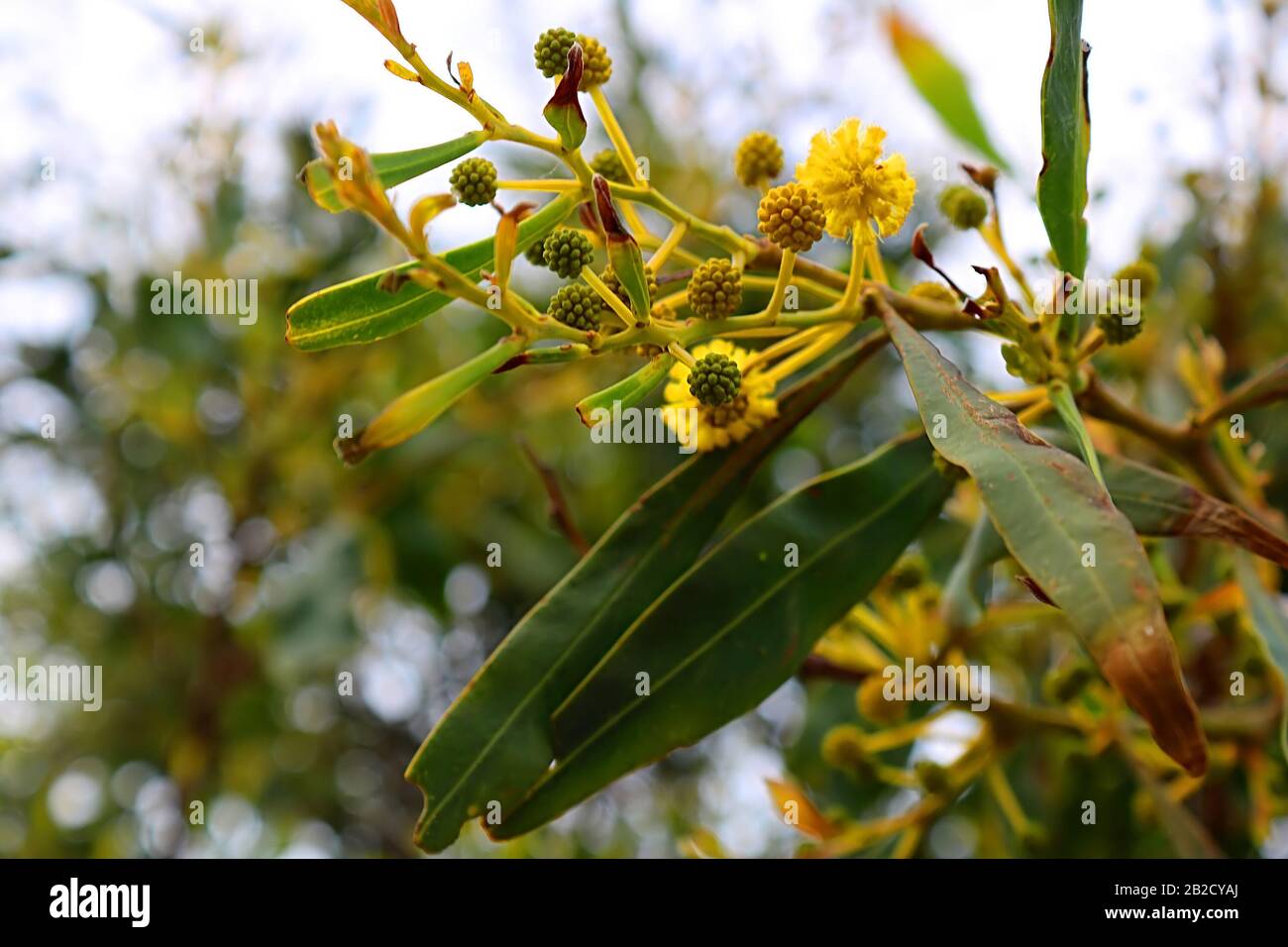 Yellow mimosa flower bush blooming in spring in Cyprus Stock Photo