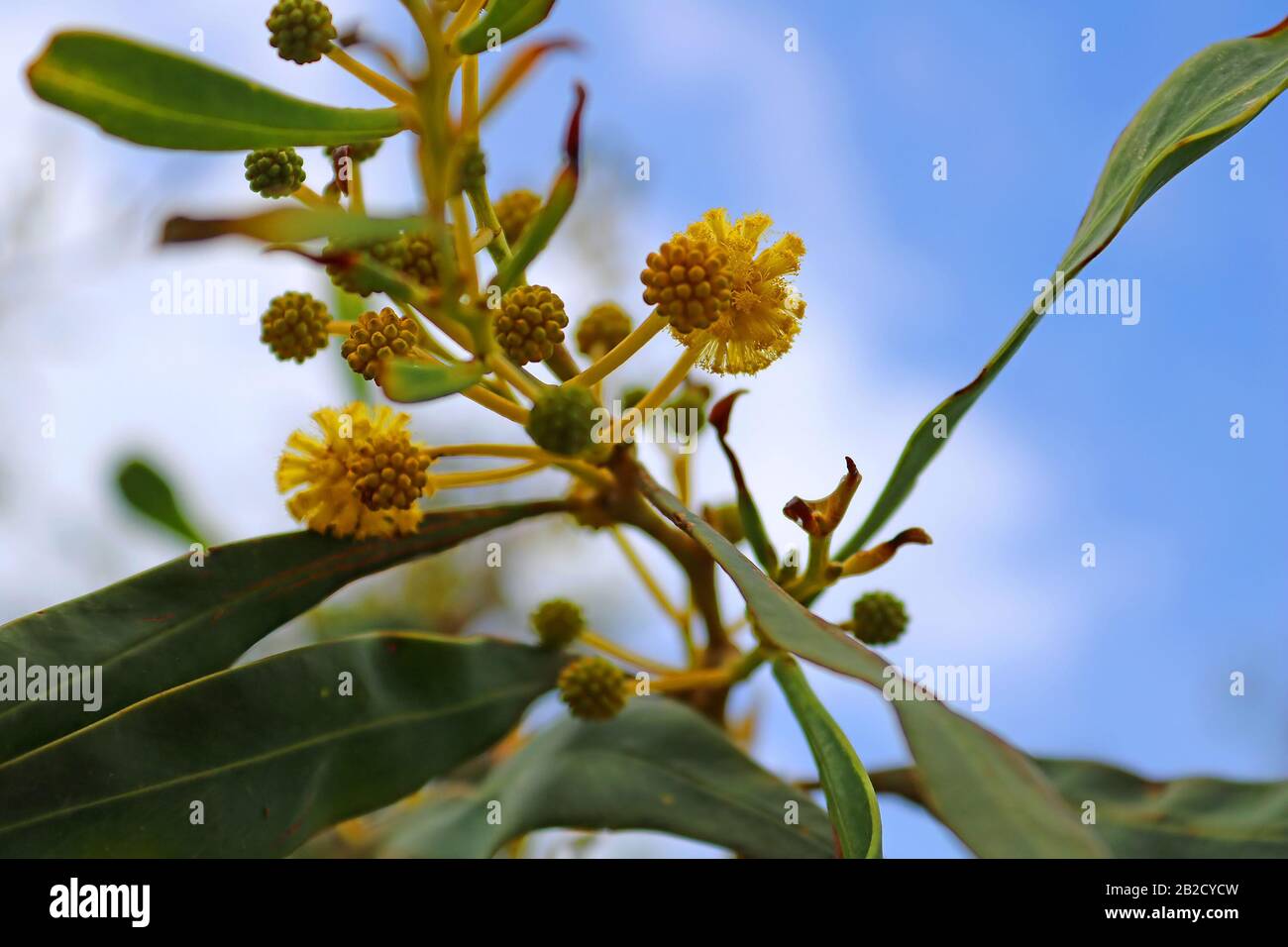 Yellow mimosa flower bush blooming in spring in Cyprus Stock Photo
