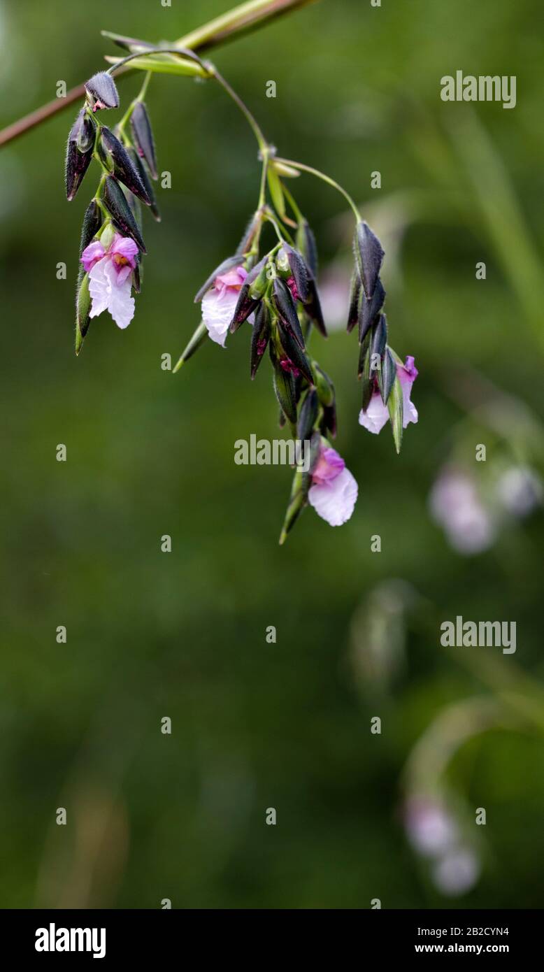 Drops of Fire Flag : Fire Flag flowers drop their lavender light from  paired bracts atop tall slender flower stalks rising from broad green leaves. Stock Photo