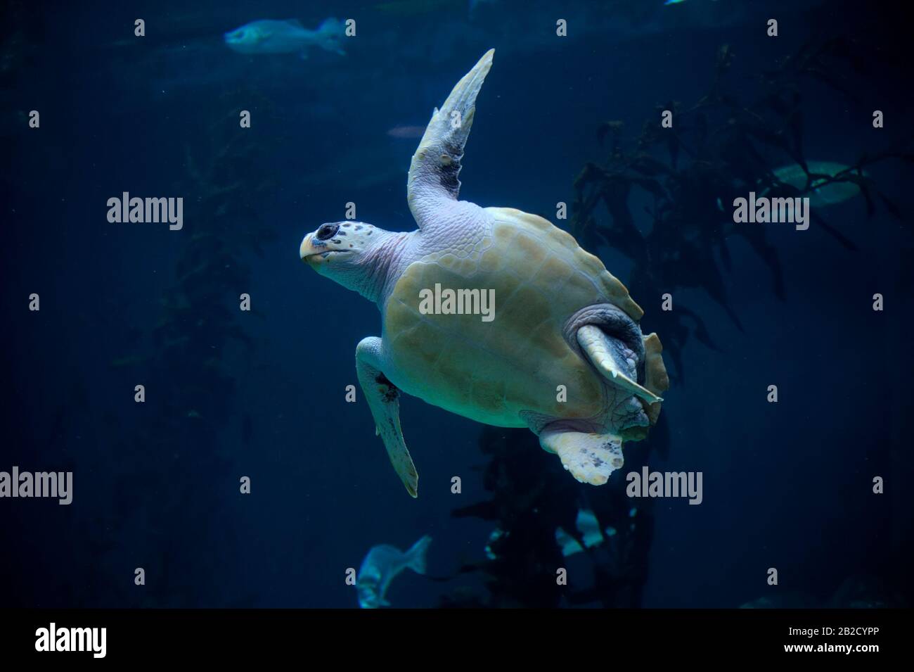 Loggerhead Sea Turtle (Caretta caretta) diving underwater. Stock Photo