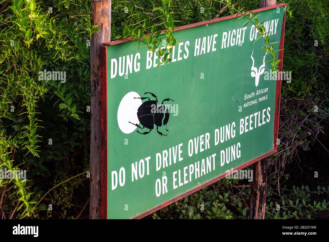 Sign showing Dung Beetles Have Right of Way on roadside in the Addo Elephant National Park, Eastern Cape, South Africa Stock Photo