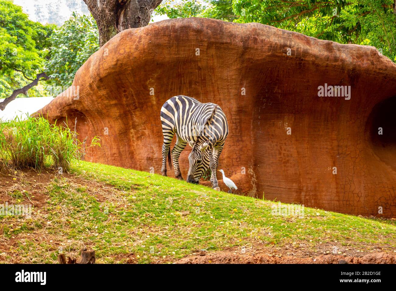 Panaewa rainforest zoo hires stock photography and images Alamy