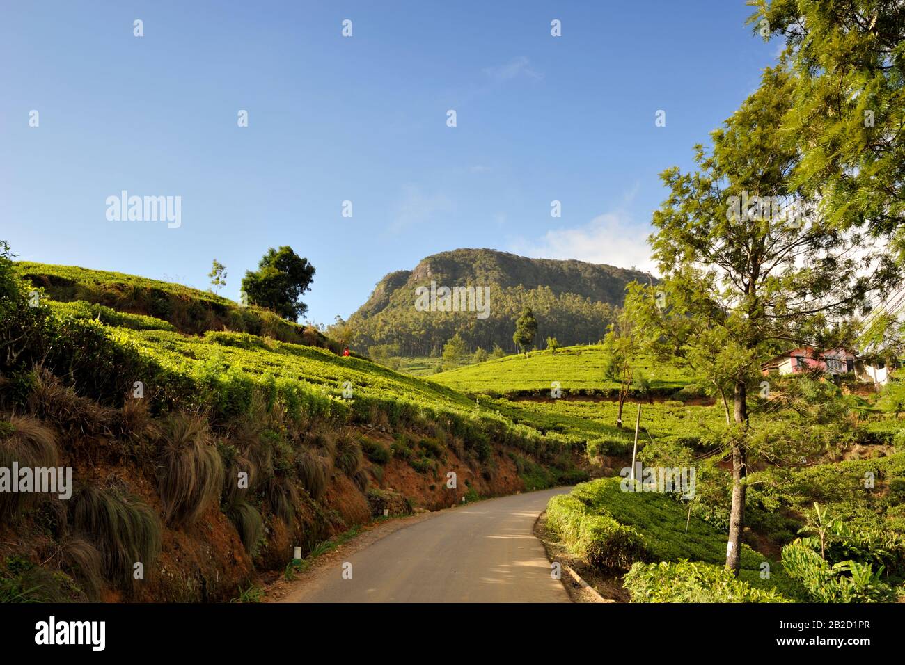 Sri Lanka, Nuwara Eliya, tea plantations, rural road and mt Pedro, the highest mountain in Sri Lanka Stock Photo