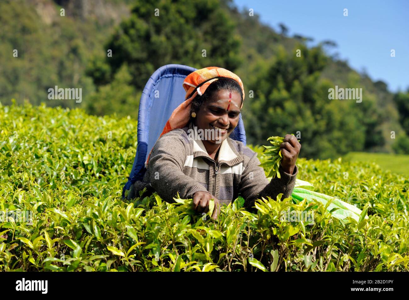 Sri Lanka, Nuwara Eliya, tea plantation, tamil woman plucking tea leaves Stock Photo