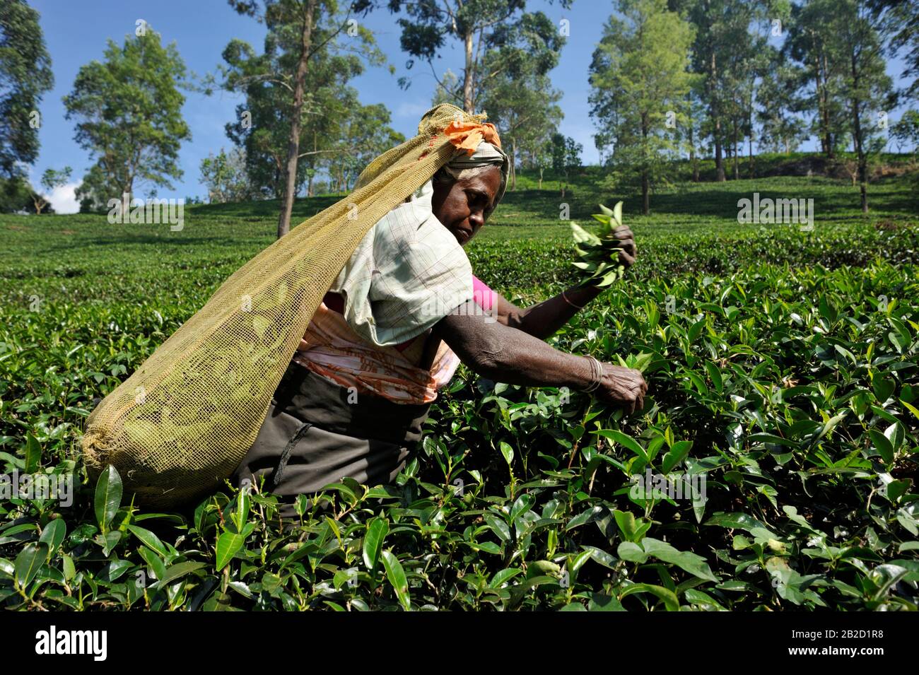 Sri Lanka, Nuwara Eliya, tea plantation, tamil woman plucking tea leaves Stock Photo