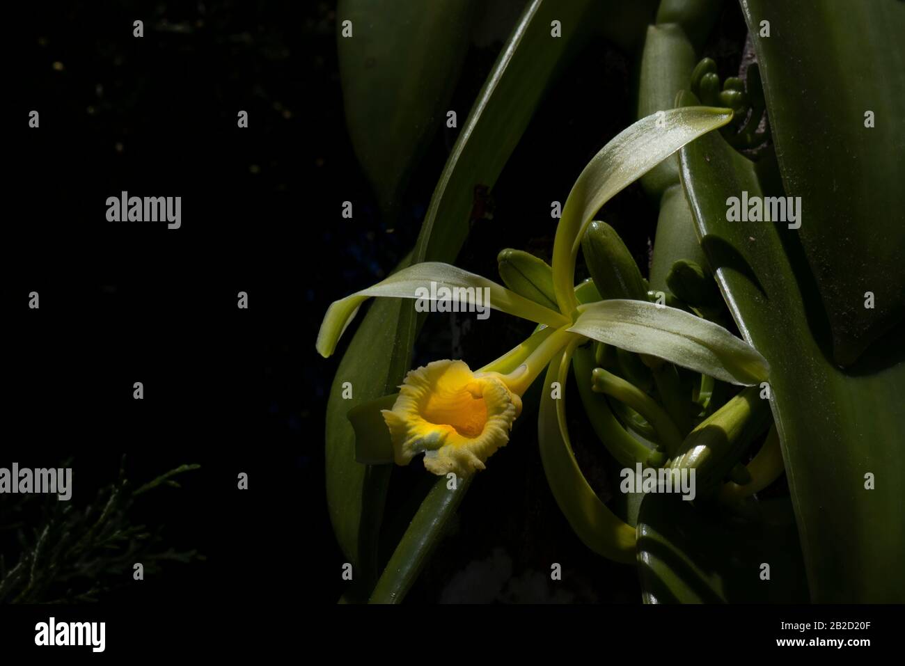 Yellow Vanilla planifolia orchid flower Stock Photo