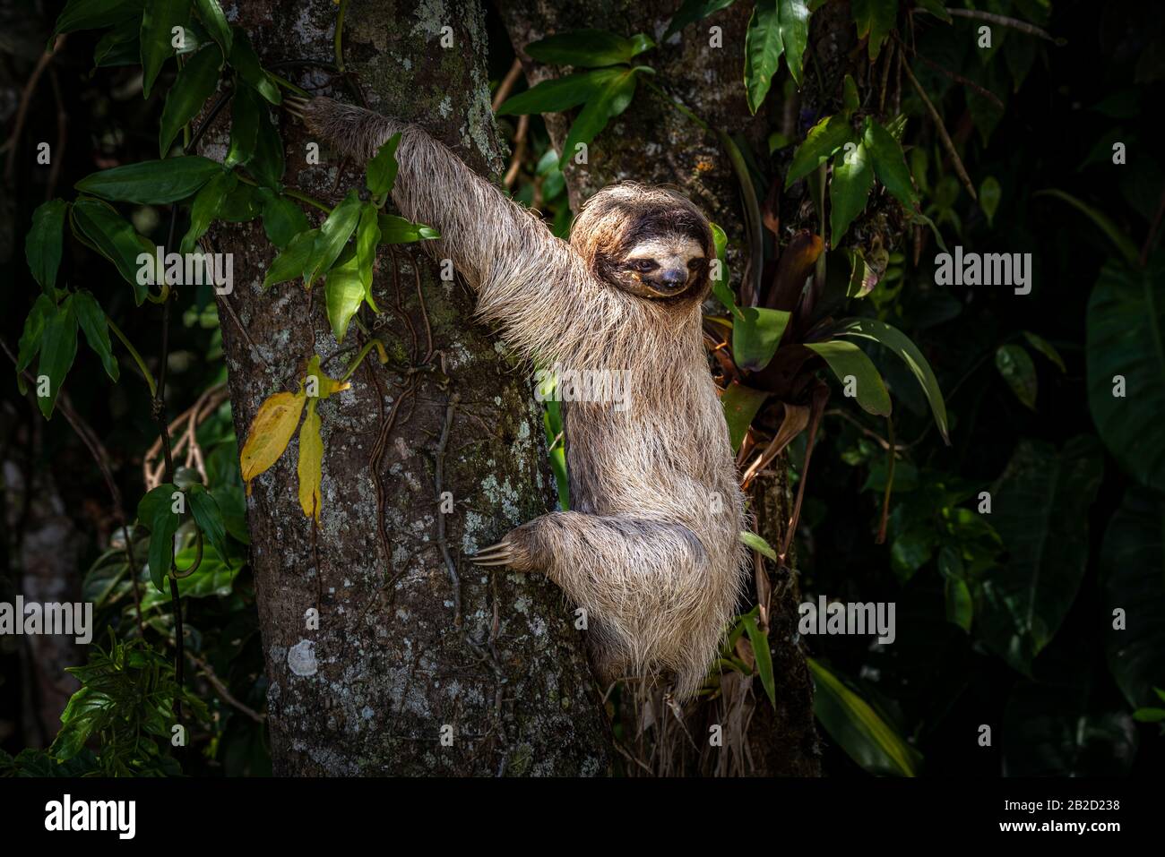 Brown-throated three-toed sloth young one climbing a tree Stock Photo