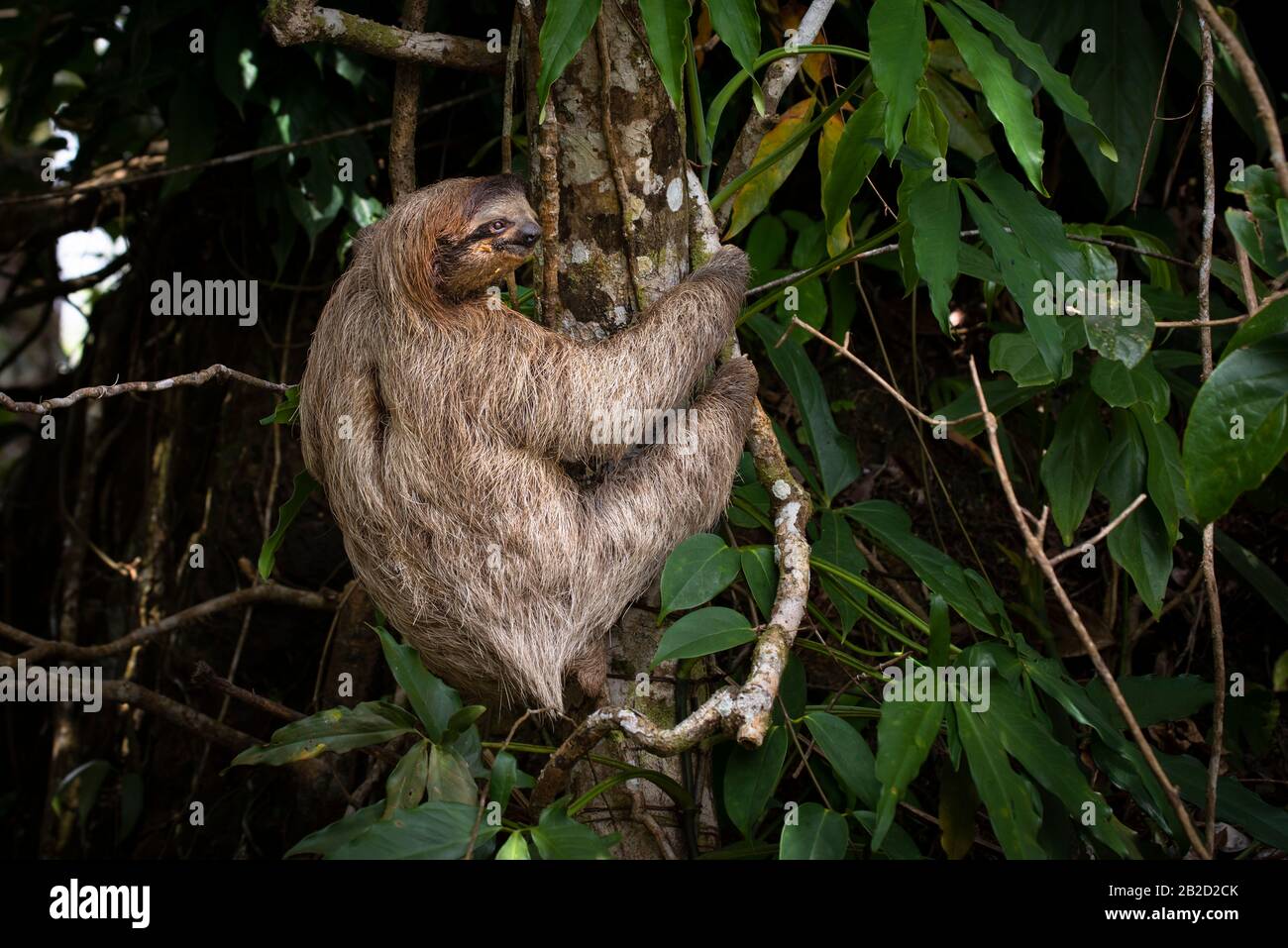 Brown-throated three-toed sloth young one climbing a tree Stock Photo