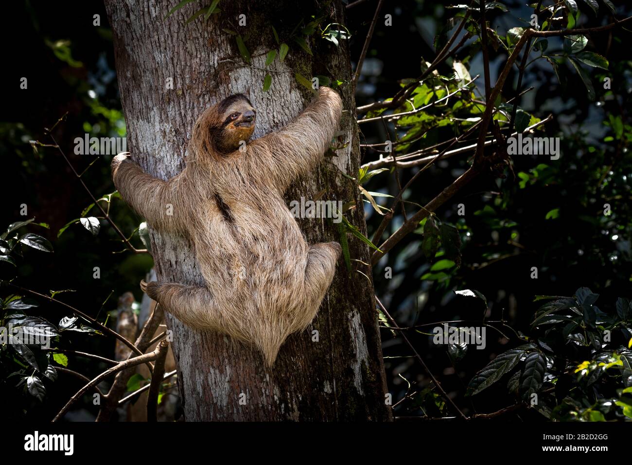 Brown-throated three-toed sloth young one climbing a tree Stock Photo