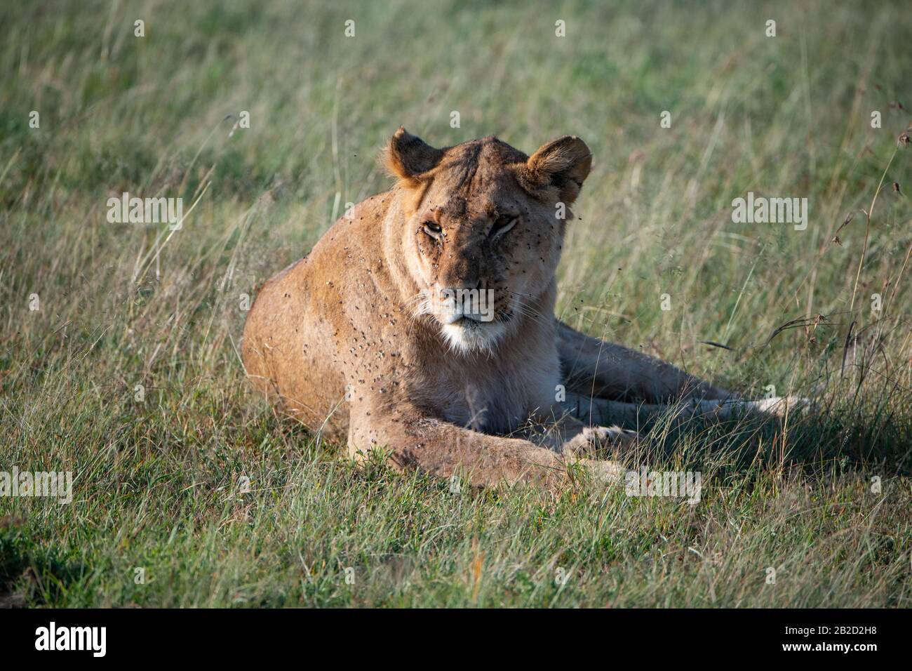 lioness lazing in the early morning sun in the Masai Mara grasslands, Kenya Stock Photo