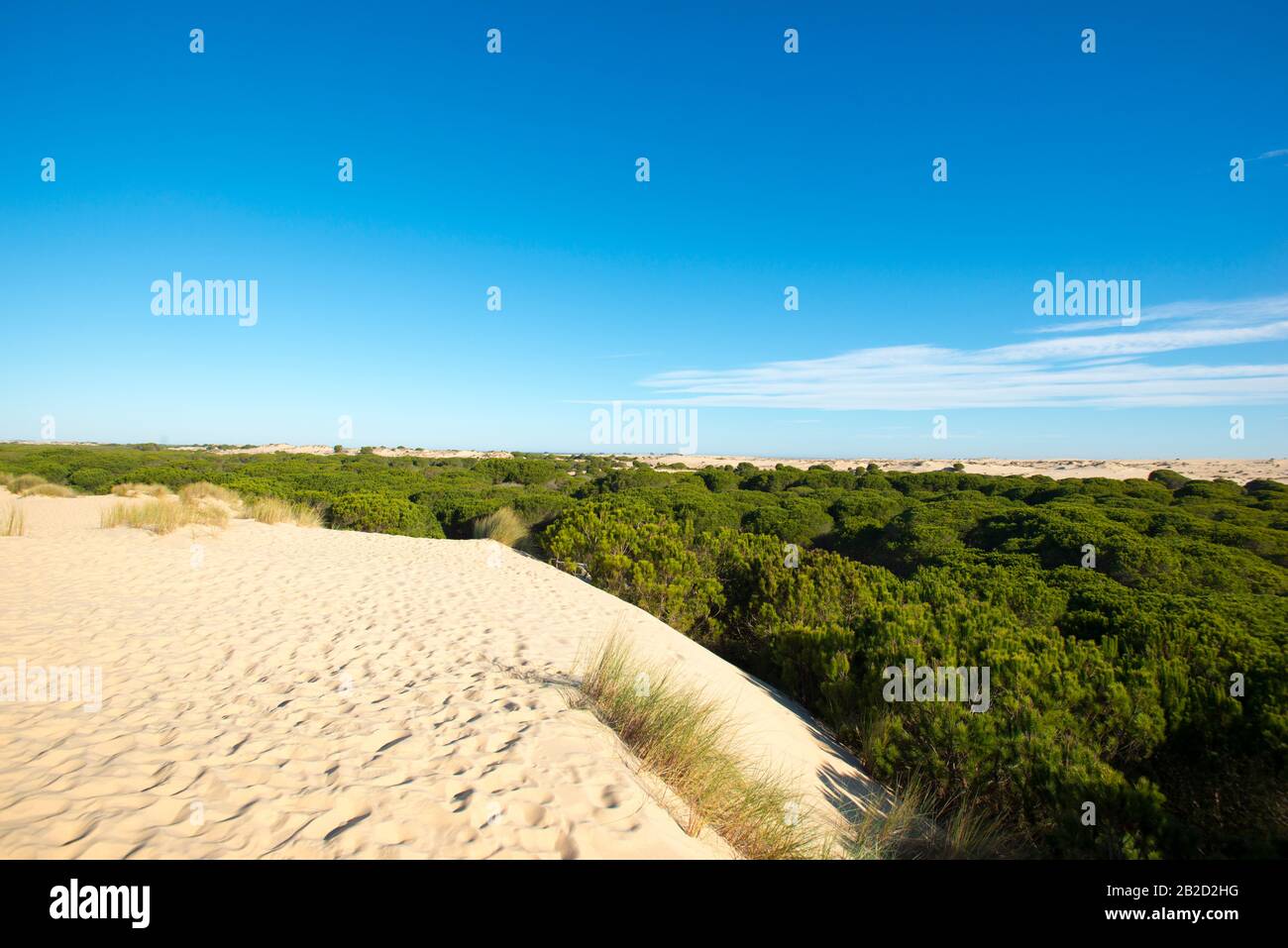 Off-roader bus with tourists in Doñana National Park Stock Photo