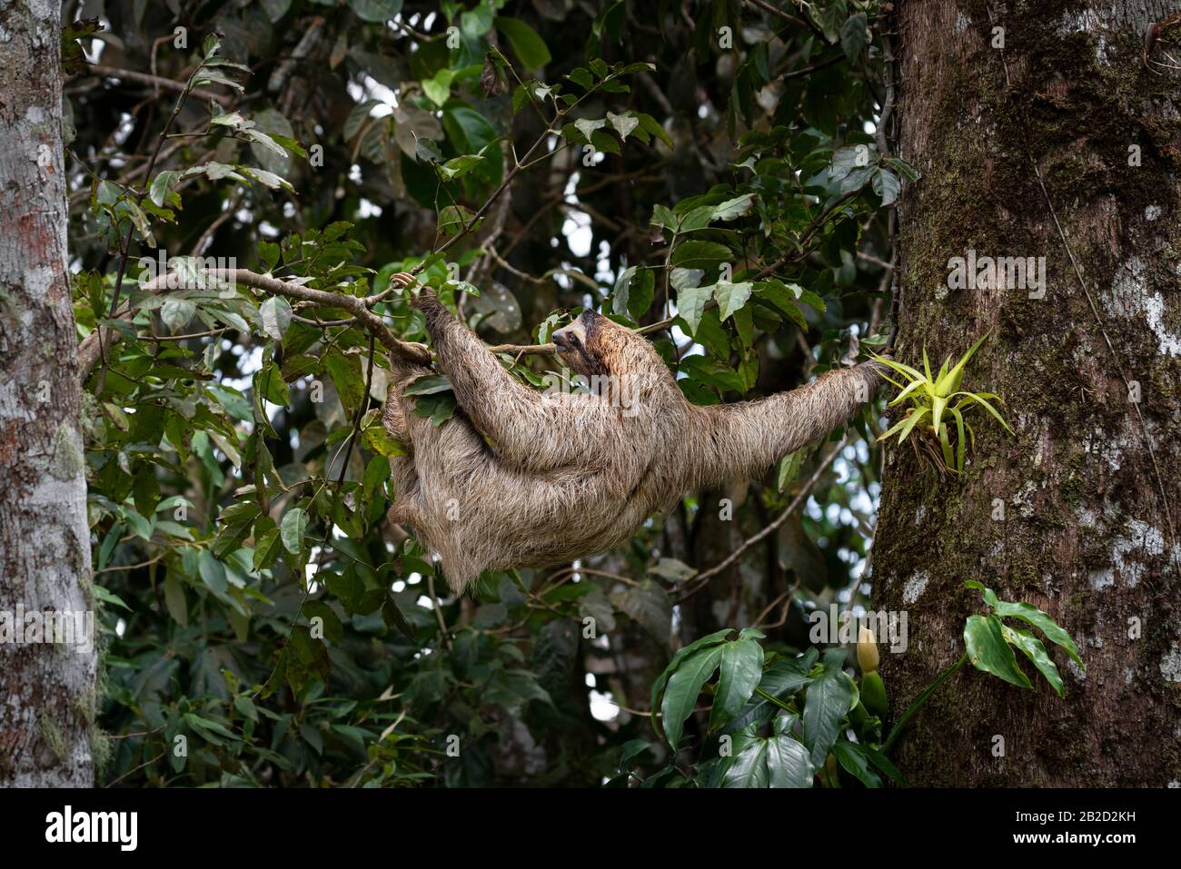 Brown-throated three-toed sloth young one climbing a tree Stock Photo